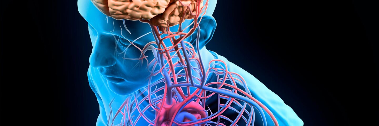3d view of Human Anatomy and Physiology