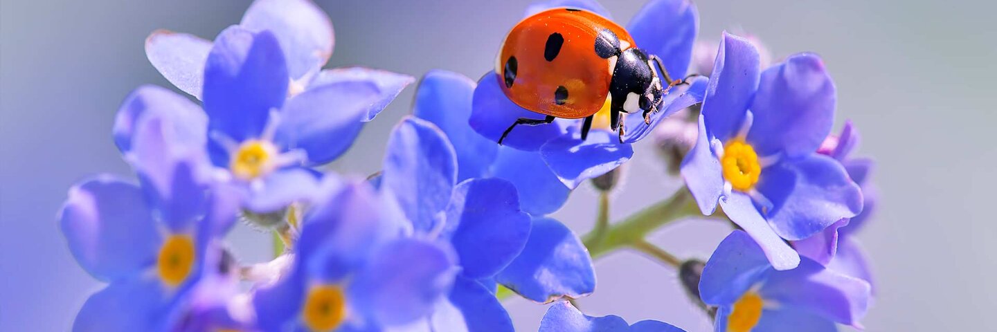 lady bug on flower