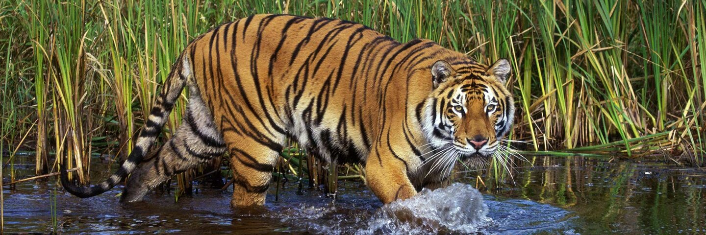 Bengal Tiger walking in the marsh