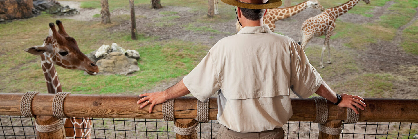 observing zoo animals