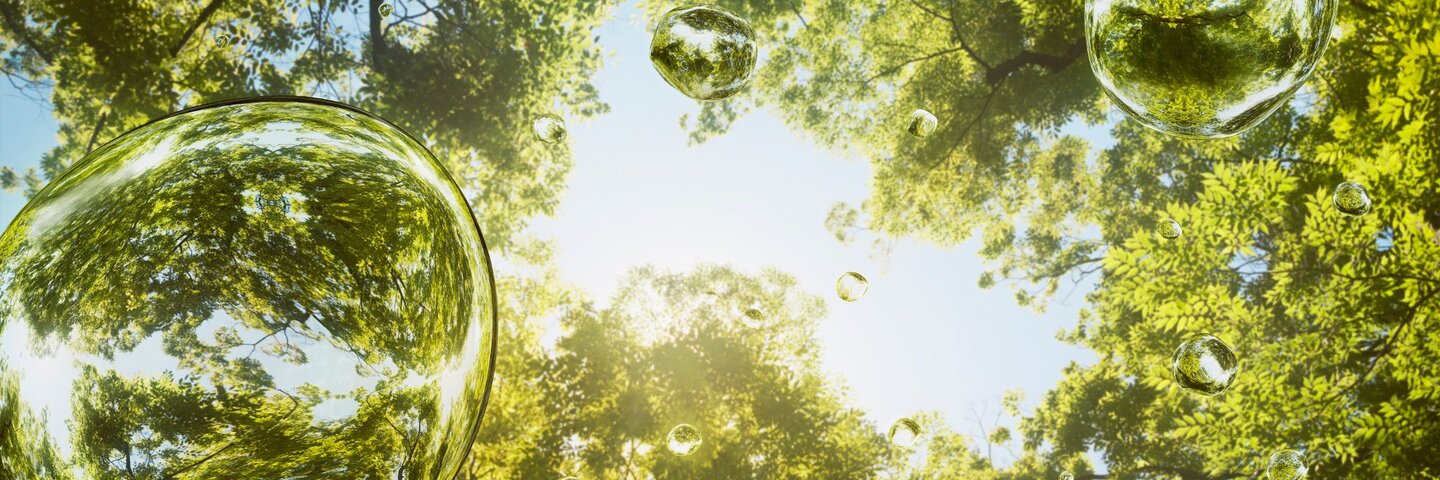 upward view of tree tops with water droplets