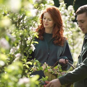 Two people cutting Apple Blossom In Orchard